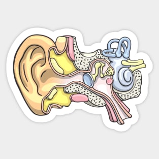 Human Inner Ear Anatomy Illustration Sticker